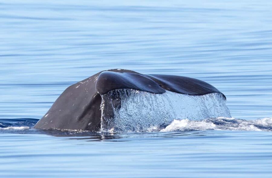 São Miguel: Whale-Watching Cruise with Marine Biologist - Choosing between a zodiac and a catamaran