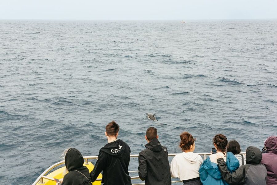 São Miguel: Whale-Watching Cruise with Marine Biologist - What the marine biologist adds