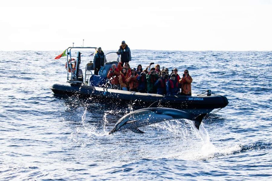 São Miguel: Whale-Watching Cruise with Marine Biologist - Returning along São Miguel’s volcanic coast