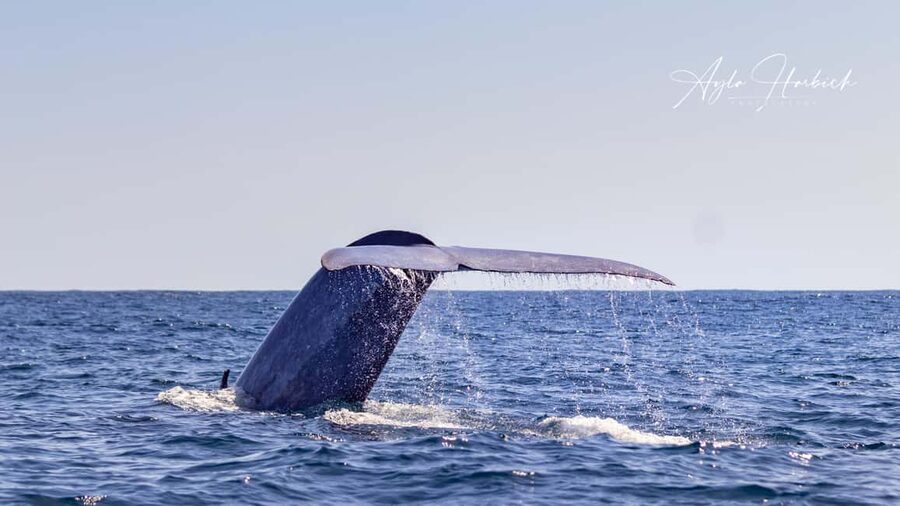 São Miguel: Whale-Watching Cruise with Marine Biologist - Who should book this cruise?