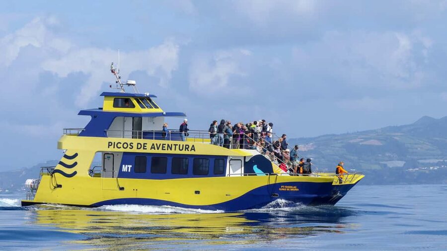São Miguel: Whale-Watching Cruise with Marine Biologist - Meeting at Ponta Delgada’s marina