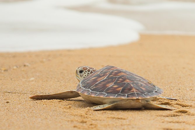 Savannah to Tybee Island with Dolphin Cruise - Why this Savannah to Tybee trip works