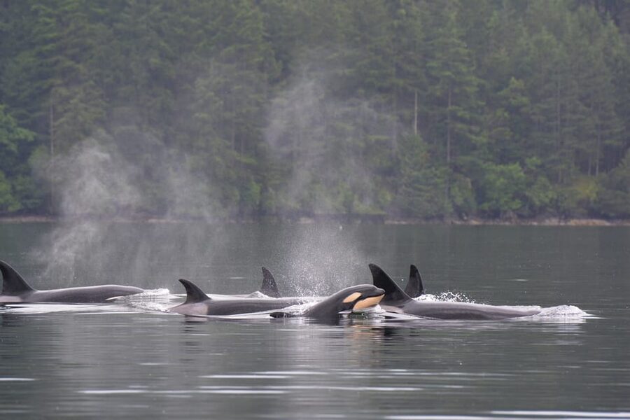 Seattle: Half-Day Wildlife and Whale Watching Cruise - What makes this cruise worth your time