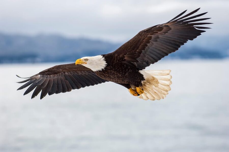 Seattle: Half-Day Wildlife and Whale Watching Cruise - Starting at Seattle’s Pier 69