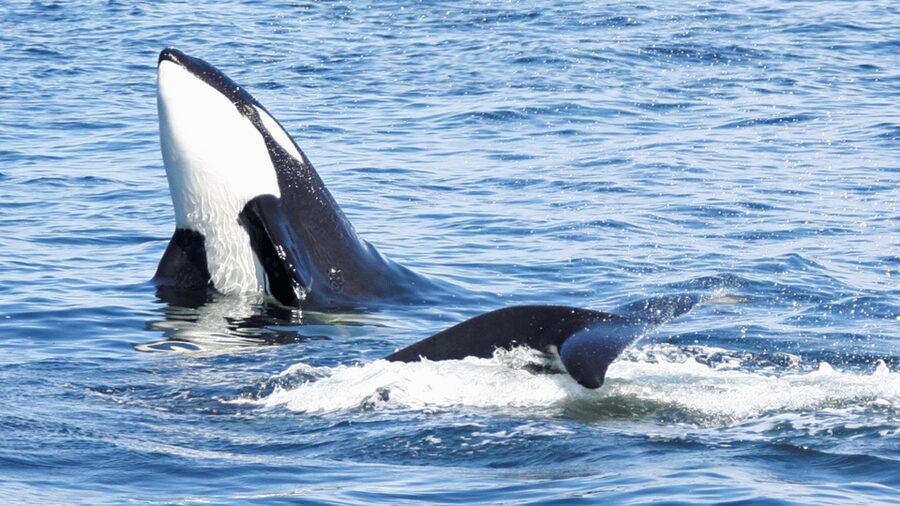 Seattle: Half-Day Wildlife and Whale Watching Cruise - The hard truth about whale watching