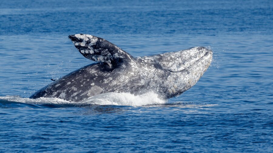 Seattle: Half-Day Wildlife and Whale Watching Cruise - Price, timing, and overall value