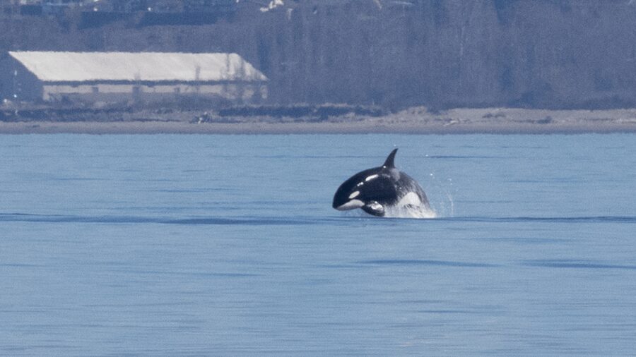 Seattle: Half-Day Wildlife and Whale Watching Cruise - Who should book this cruise?