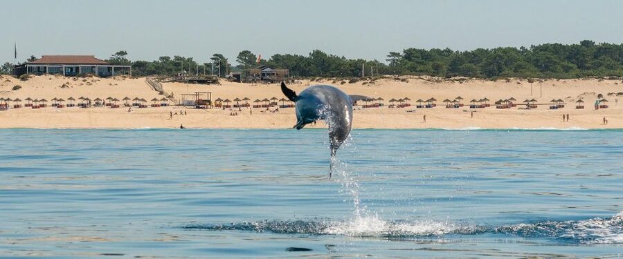 Setúbal: Dolphin Watching Boat Tour - Practical advice for a better two hours