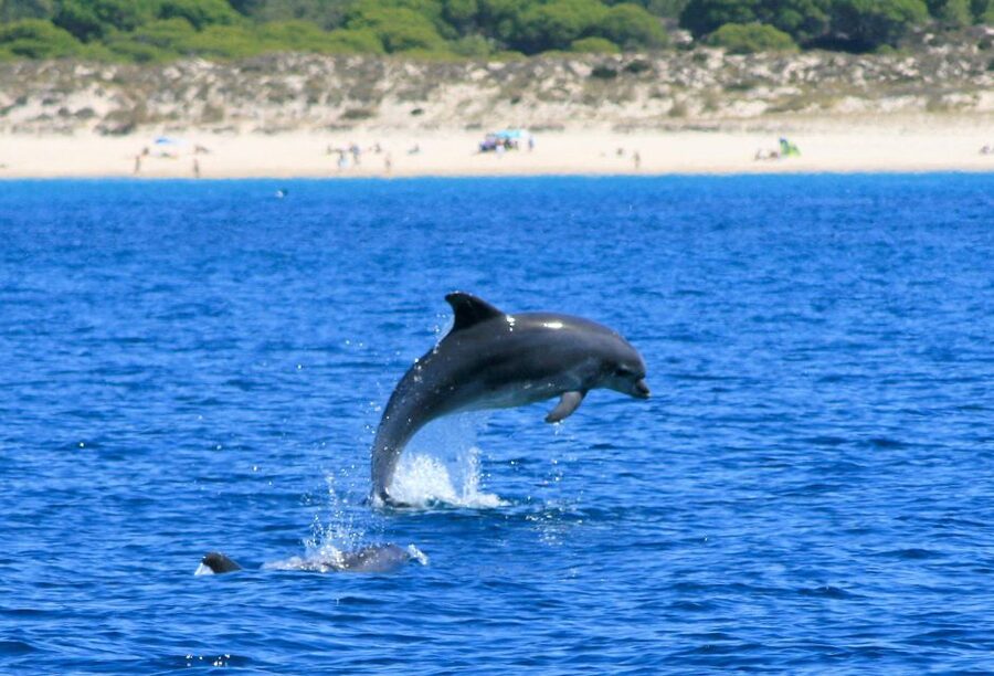 Setúbal: Dolphin Watching Boat Tour - Returning along the Arrábida shore