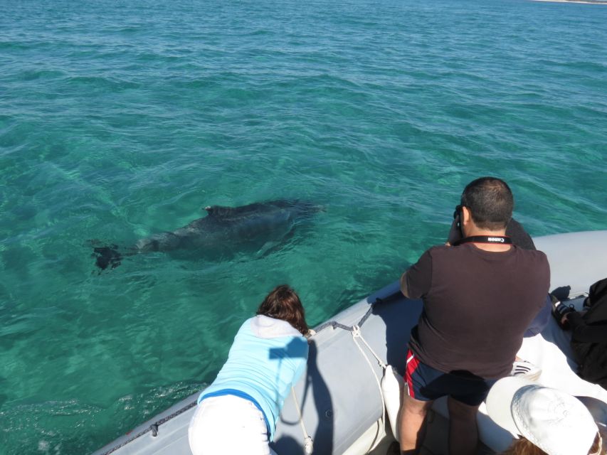 Setúbal: Dolphin Watching Boat Tour - Comfort, access, and family suitability