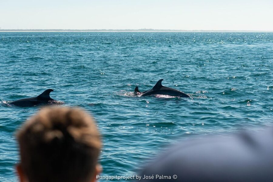 Setúbal: Dolphin Watching Boat Tour - The $53 price and what you receive