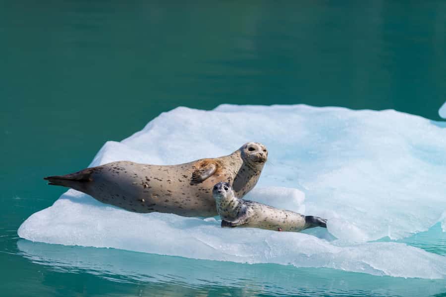 Seward: Kenai Fjords National Park Catamaran Cruise w/Lunch - Why this Seward cruise earns its six hours