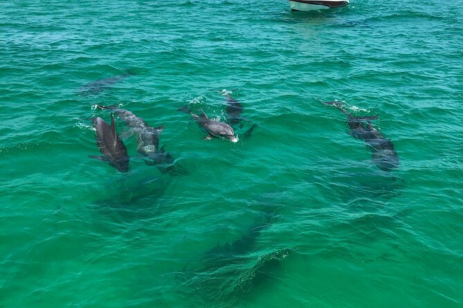 Shell Island Snorkel and Dolphin Catamaran Cruise with Island Time - Snorkeling around St. Andrews Bay