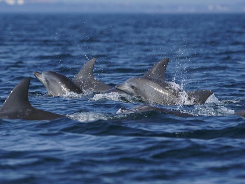 Side: Dolphin Island Boat Tour w/ Lunch & Foam Party - Drinks, smoking, and comfort on board
