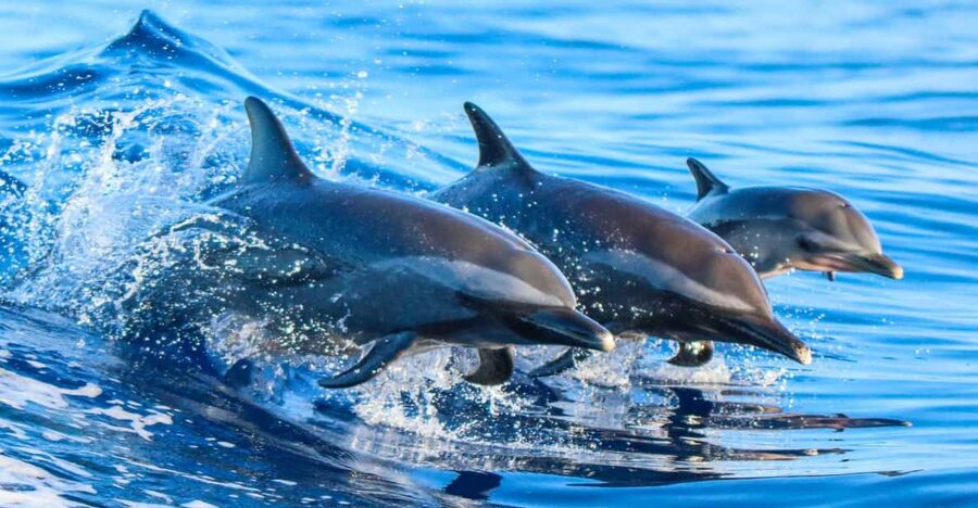 Side: Dolphin Island Boat Trip with Lunch & Unlimited Drinks - From your hotel to Kumköy Beach