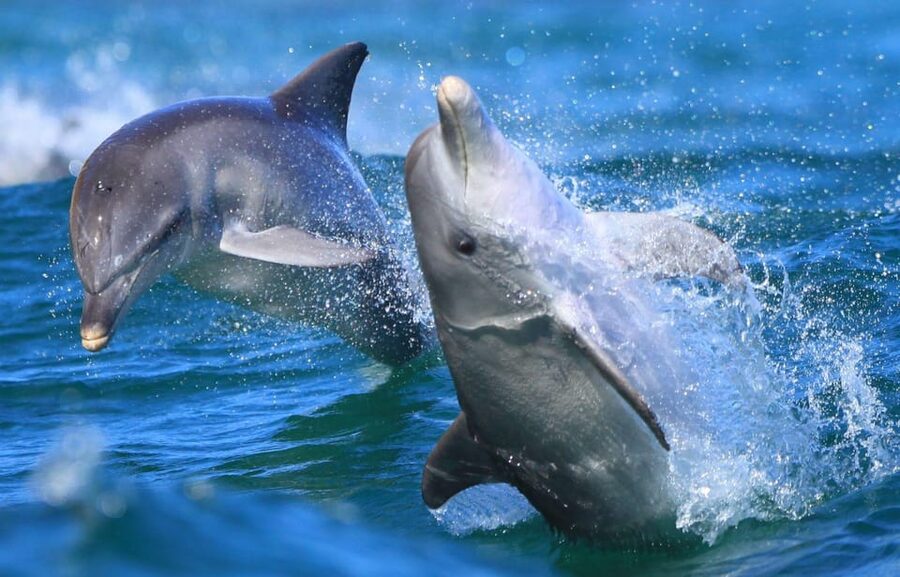 Side: Dolphin Island Boat Trip with Lunch & Unlimited Drinks - Music, dancing, and the foam party