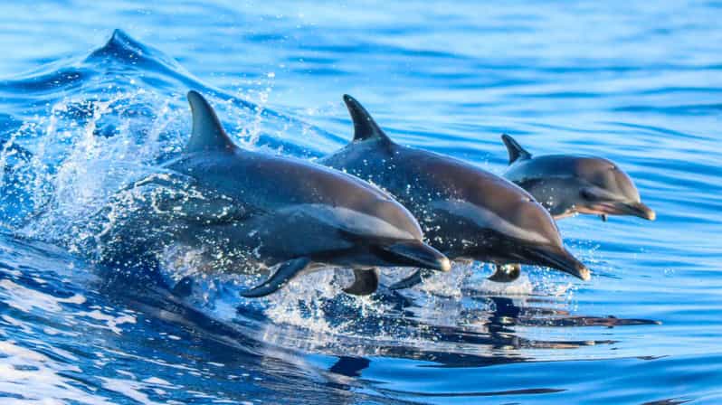 Side: Dolphin Island Boat Trip with Lunch & Unlimited Drinks - Sailing past Side’s coastal sights
