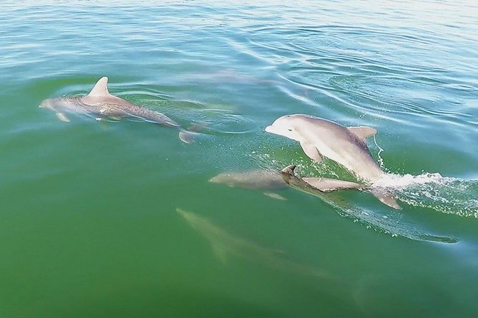 Small Group 2 Hour Dolphin Cruise with Snorkeling to Shell Key - Guides shape the day