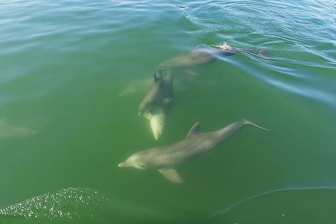 Small Group 2 Hour Dolphin Cruise with Snorkeling to Shell Key - Weather and wildlife require a little patience