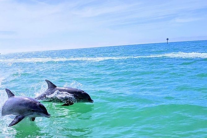 Small Group 2 Hour Dolphin Cruise with Snorkeling to Shell Key - Who will like this most