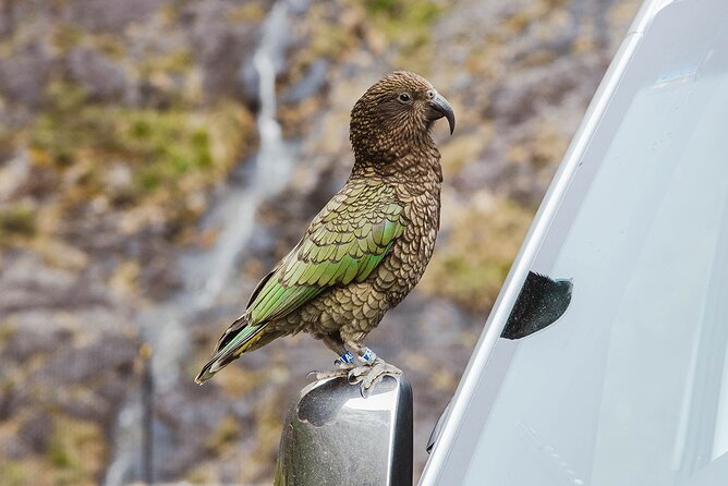 Small Group, Award Winning Milford Sound Day Experience & Cruise - Lunch, WiFi, and the small comforts