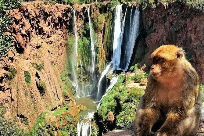 Small group Ouzoud Waterfall Guided Tour Boat Ride from Marrakech - How the guide and driver affect the experience