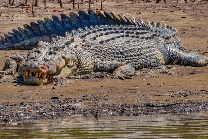 Solar Whisper Daintree River Crocodile and Wildlife Cruise - Why the solar boat changes the experience