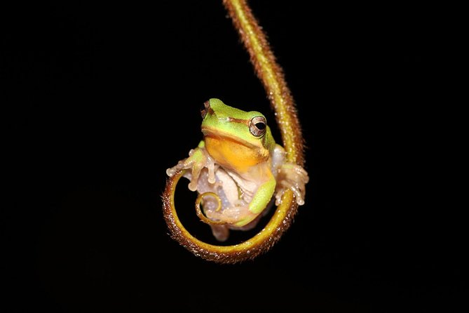 Solar Whisper Daintree River Crocodile and Wildlife Cruise - The guide makes or breaks the hour