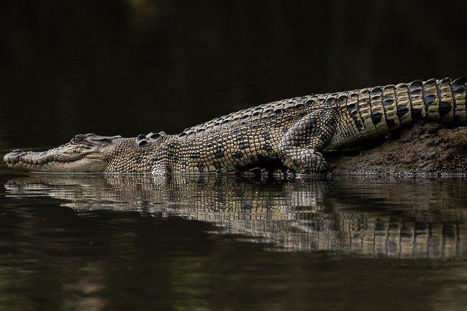 Solar Whisper Daintree River Crocodile and Wildlife Cruise - Price, group size, and what you receive