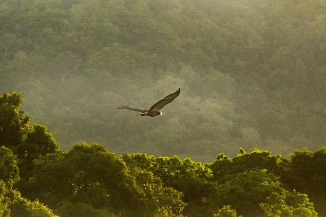 Solar Whisper Daintree River Crocodile and Wildlife Cruise - Weather, timing, and the chance of seeing crocs