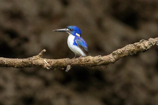 Solar Whisper Daintree River Crocodile and Wildlife Cruise - Who will enjoy Solar Whisper most