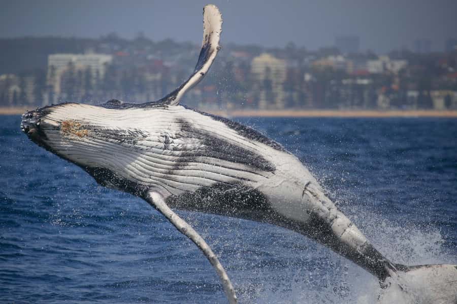 Sydney: 2-hour Express Whale Watching Cruise - Key details before you book