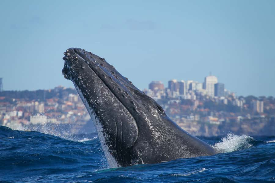 Sydney: 2-hour Express Whale Watching Cruise - Why the 20-minute crossing matters