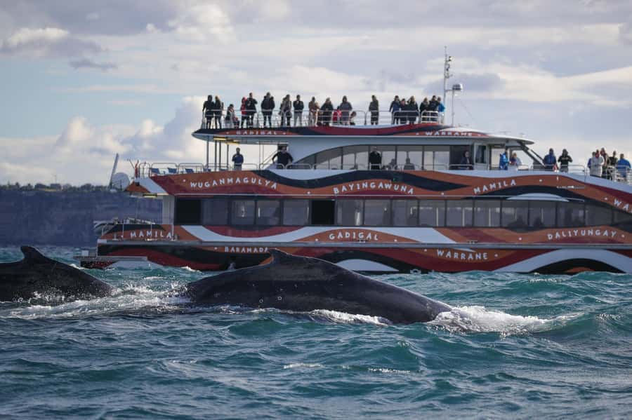 Sydney: 2-hour Express Whale Watching Cruise - What the two-hour itinerary feels like