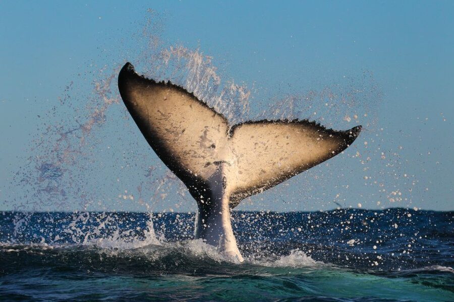 Sydney: 2-hour Express Whale Watching Cruise - Whale sightings are never fully predictable