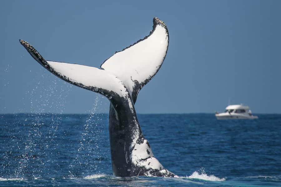 Sydney: 2-hour Express Whale Watching Cruise - Who will enjoy this cruise most?