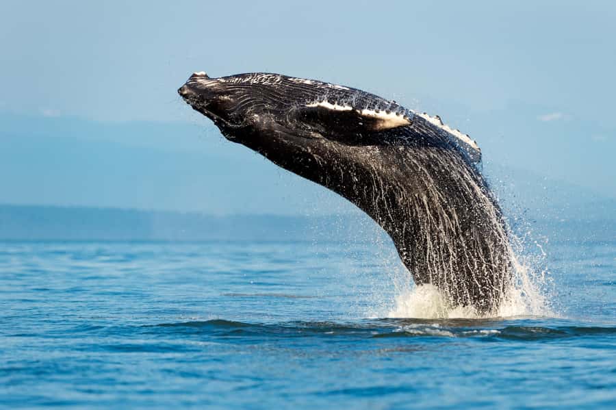 Sydney: Whale Watching Adventure Cruise - Searching for humpback whales off Sydney