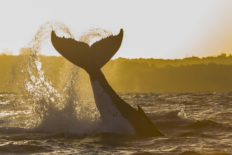 Sydney: Whale Watching Adventure Cruise - Who will enjoy this cruise most?