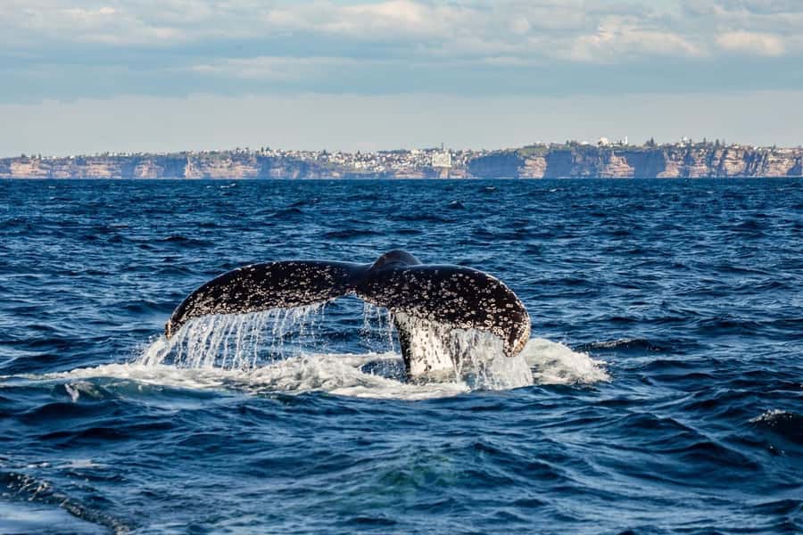 Sydney: Whale Watching Adventure Cruise - The first 40 minutes: harbour views before open water