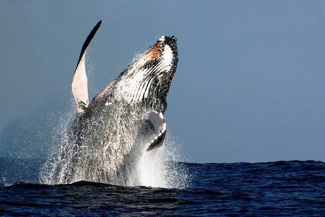 Sydney Whale-Watching Cruise Including Lunch or Breakfast - Key points at a glance