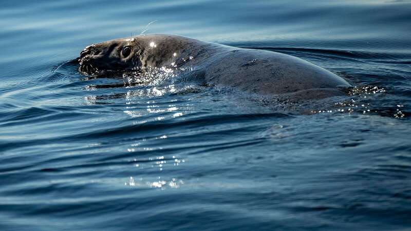 Tadoussac/Charlevoix: 3-Hour Whale Watching Boat Tour - Six things to know before you book