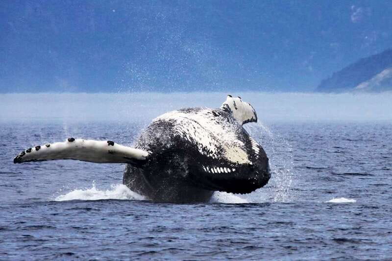 Tadoussac/Charlevoix: 3-Hour Whale Watching Boat Tour - Who will enjoy this tour most