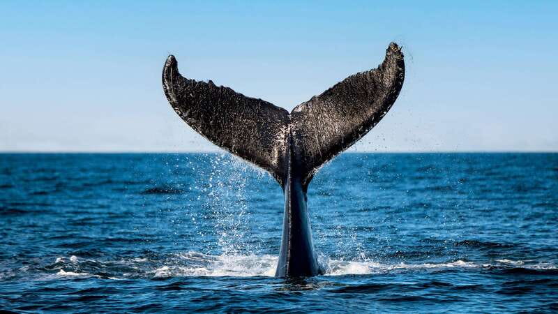 Tadoussac/Charlevoix: 3-Hour Whale Watching Boat Tour - Why this stretch of Quebec is made for whale watching