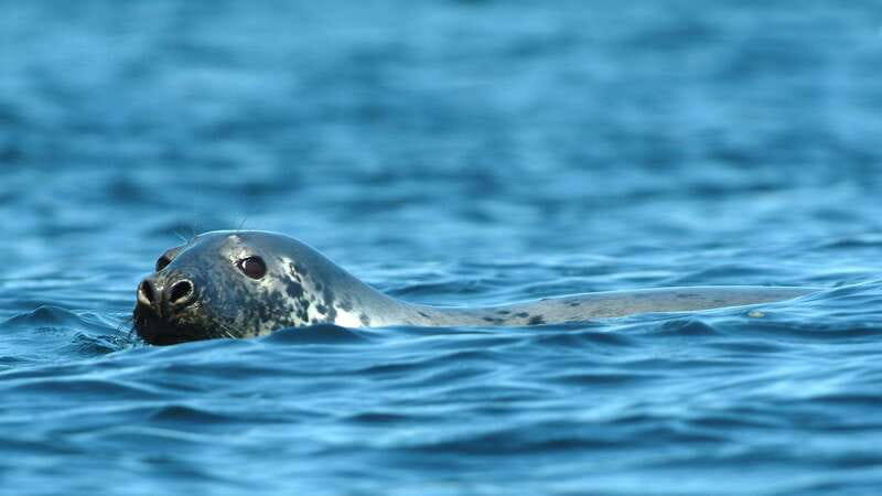 Tadoussac/Charlevoix: 3-Hour Whale Watching Boat Tour - The Saguenay Fjord adds a second kind of spectacle