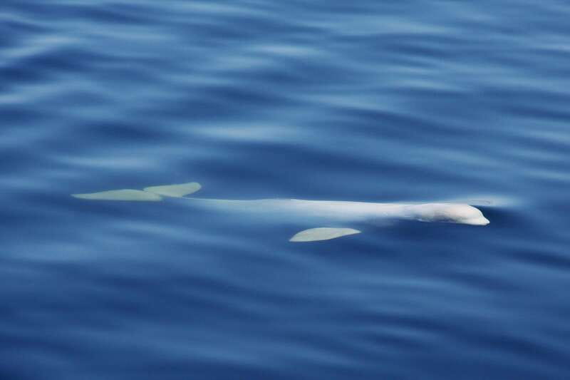 Tadoussac/Charlevoix: 3-Hour Whale Watching Boat Tour - Wildlife, conservation, and responsible expectations