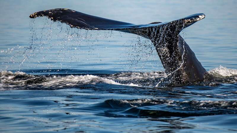 Tadoussac/Charlevoix: 3-Hour Whale Watching Boat Tour - Choosing between Tadoussac and Baie-Sainte-Catherine