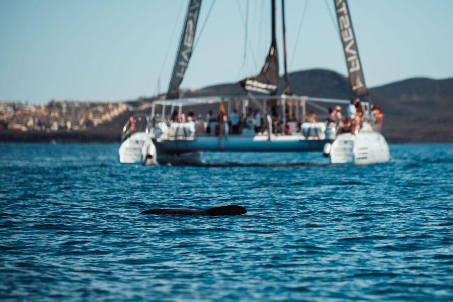 Tenerife: Catamaran Cruise with Brunch and Unlimited Drinks - Brunch at Diego Hernández Beach