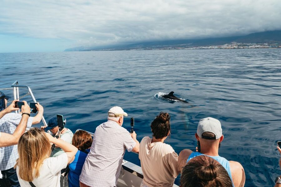 Tenerife: Eco-Yacht Whale and Dolphin Watching and Swimming - Small details that make the day easier