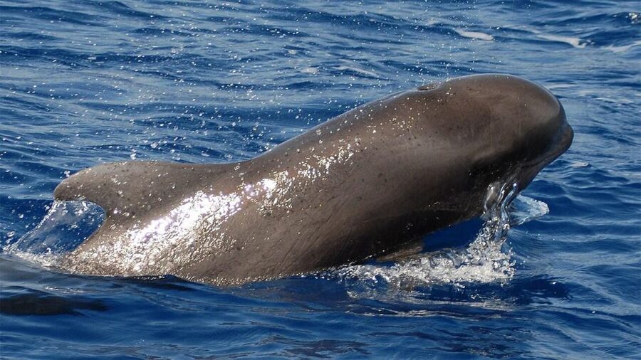 Tenerife: Eco-Yacht Whale and Dolphin Watching and Swimming - The first 30 minutes on the Travelin Lady
