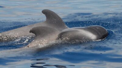 Eco-Yacht Whale and Dolphin Watching and Swimming